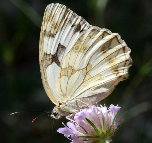 Melanargia lachesis